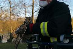 Geretteter Vogel
