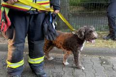 Geretteter Hund